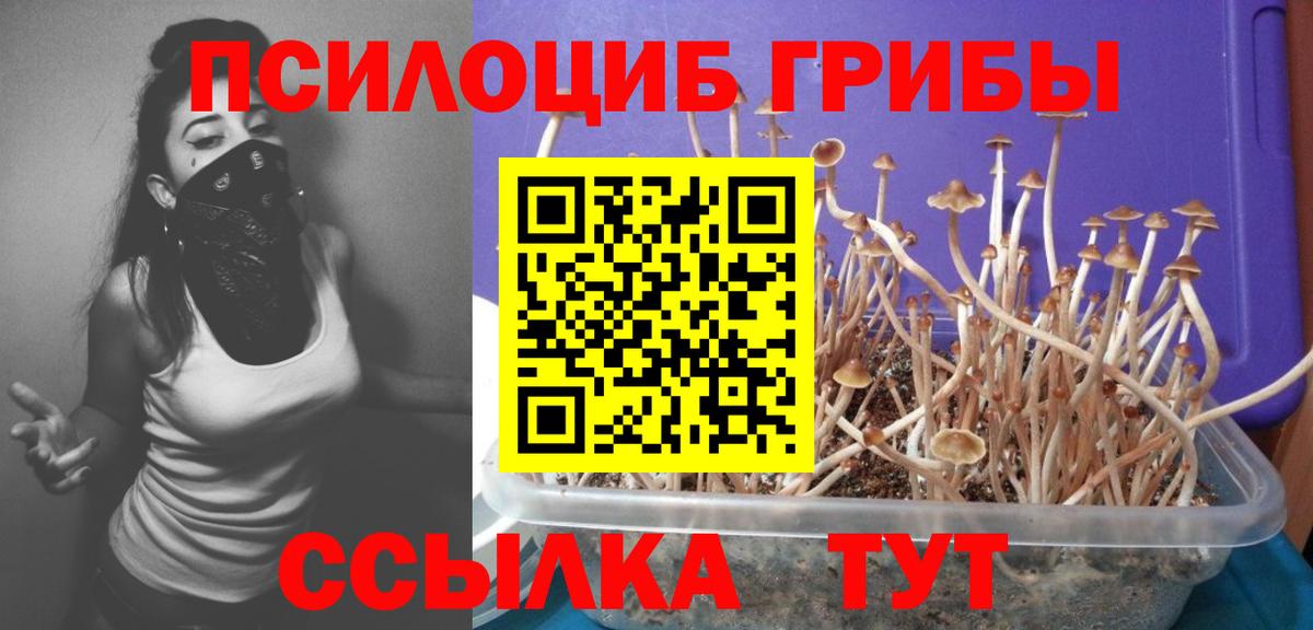 Галлюциногенные грибы Psilocybine cubensis  Вход с VPN  Каменск-Шахтинский  Псилоцибиновые грибы MAGIC MUSHROOMS 